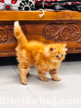 Persian cat